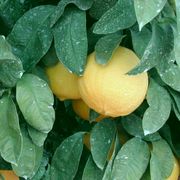 '波格莫特'莱姆Bergamot