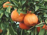 '土桥红温州蜜柑'Dobashi Beni mandarin