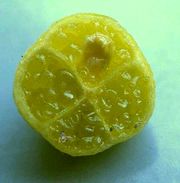 '澳洲沙漠莱姆'Australian Desert Lime