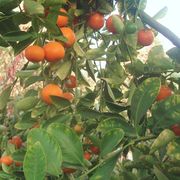 '卡拉蒙丁'酸橘Calamondin