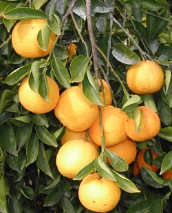 '卡抱斯'大翼橙Kabosu papeda, Citrus sphaerocarpa