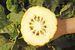 枸橼类Citrons
