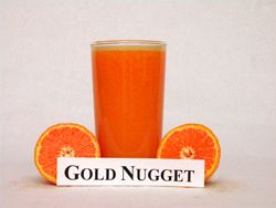 '金块'柑Citrus reticulata 'Gold Nugget'