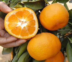 '青岛'温州蜜柑Satsuma 'Aoshima'