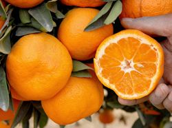 '阿姆斯特朗'温州蜜柑Satsuma 'Armstrong'