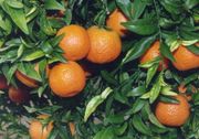 ‘卡芬’红橘Citrus reticulata 'Caffin'