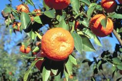 '长沙'柑Citrus reticulata 'Changsha'