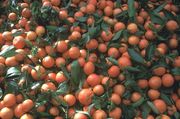 ‘克里迈丁’红橘Clementines