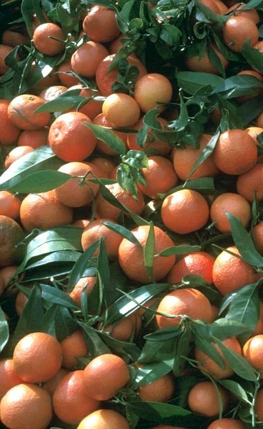 克里迈丁Clementines