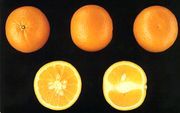 '科姆那''Comuna' Spanish mediterranean mandarin