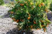 ‘科西嘉’红橘'Corsica' clementine