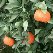 '金块'柑'Gold Nugget' mandarin
