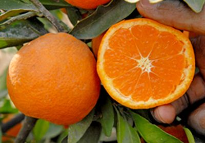 '宫川'温州蜜柑Citrus unshiu 'Miyagawa'