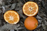 ‘蒙雷尔’红橘Clementine 'Monreal'