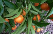 ‘蒙雷尔’红橘Clementine 'Monreal'