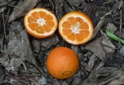 ‘努尔’红橘Citrus reticulata 'Nour'