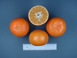'椪柑'Citrus reticulata 'Ponkan'