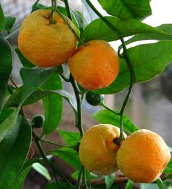 '山基'橘Citrus sunki (Citrus reticulata var. austera)