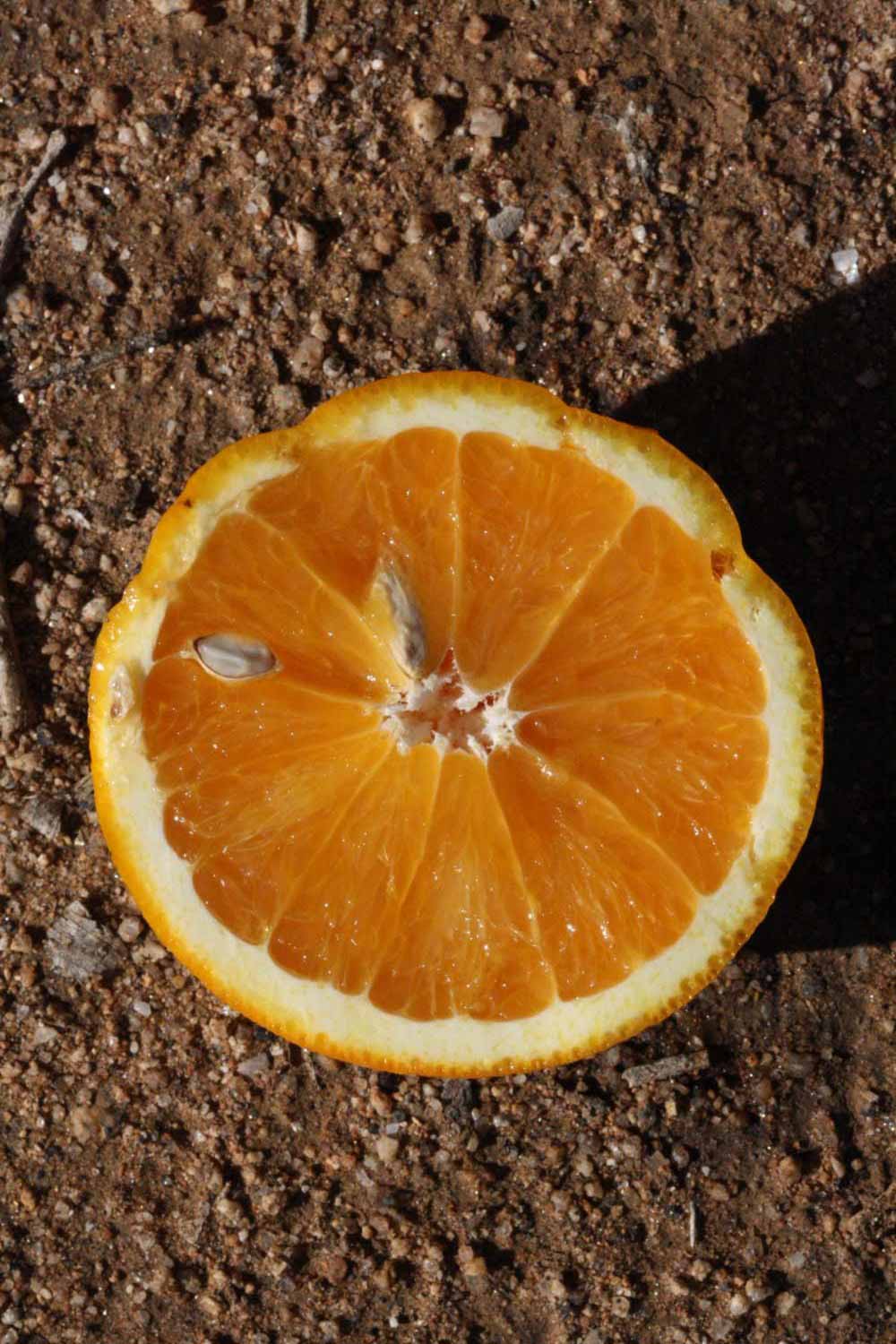 Fruit (Riverside, CA)