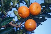 '诺瓦'Citrus reticulata 'Nova'