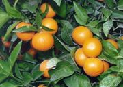 '佩奇'Citrus reticulata 'Page'