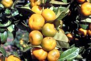 '谢克瓦萨'橘 Citrus depressa 'Shekwasha'