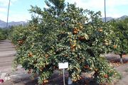 '太浩金'Tahoe Gold mandarin