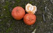 '太浩金'Tahoe Gold mandarin