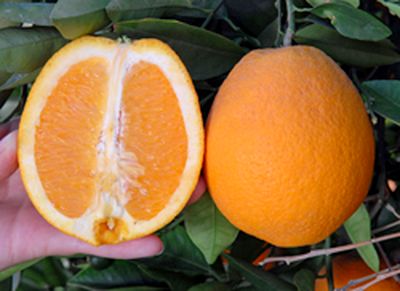 '巴恩菲尔德'脐橙'Barnfield' navel orange