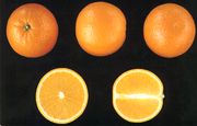 卡德内拉’早熟甜橙Cadenera' early blonde orange