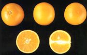 ‘卡斯特拉纳’早熟甜橙'Castellana' early blonde orange