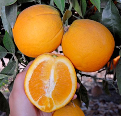 '奇斯莱特'脐橙'Chislett' navel orange