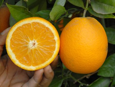 ‘哈沃德’晚熟夏橙'Harward Late' Valencia orange