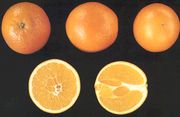 ‘纽荷尔’脐橙'New Hall' navel orange