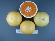 新西兰葡萄柚New Zealand Grapefruit