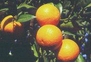 '凤梨'甜橙'Pineapple' sweet orange