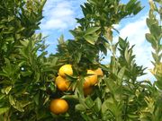 ‘普尔曼’橙Poorman orange