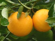 ‘露德红’夏橙'Rhode Red' Valencia orange