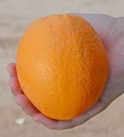 罗德’脐橙'Rohde' navel orange