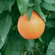 ‘特罗维塔’甜橙'Trovita' orange