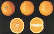 晚熟伏令夏橙'Valencia Late' orange