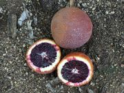 '布里姆塔罗科'血橙'Bream Tarocco' blood orange