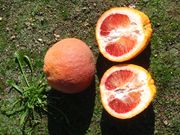 '布里姆塔罗科'血橙'Bream Tarocco' blood orange