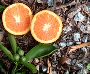 '卡拉'脐血橙'Cara Cara' navel orange