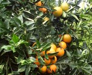 '卡拉卡拉'脐血橙' Cara Cara' navel orange