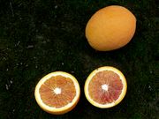 ‘多布尔菲纳’血橙'Doblefina' blood orange