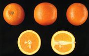 '恩特菲纳'血橙'Entrefina' blood orange