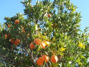 '莫洛'血橙'Moro' blood orange