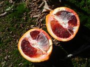‘摩洛’血橙'Moro' blood orange