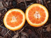 '红玉'浅色血橙 Ruby light blood orange